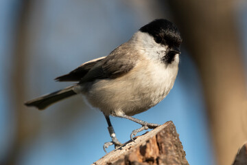 Marsh tit Parus palustris