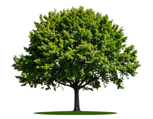 Standalone Tree PNG with Clean Clipping Path, Transparent Image