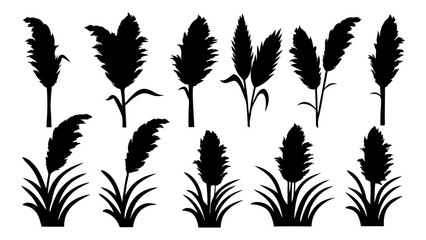 set of pampas grass silhouette vector