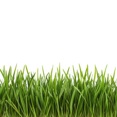 Fototapeta premium Fresh green grass close up photo on white background on transparent background