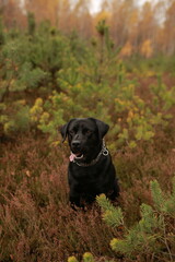 A black Labrador sits in a heather field among pine trees in an autumn forest. The dog looks ahead with its mouth open and tongue out. Warm autumn nature creates a cozy mood.