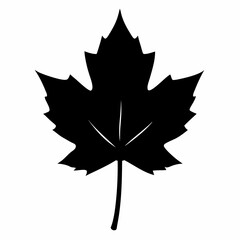 Maple Leaf Sketch silhouette vector black on white background