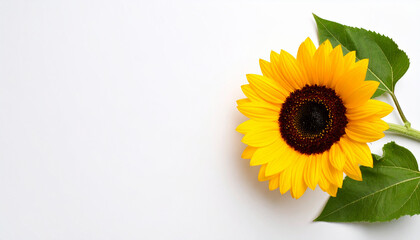 Bright sunflower isolated on white background, vibrant summer flower close-up photo