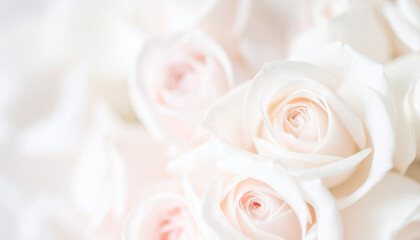 Obraz premium Sweet pastel roses with blurred effect, soft floral background pattern, romantic flower design