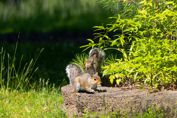 Eastern gray squirrel (Sciurus carolinensis) known as the grey squirrel is native animal  to eastern North America