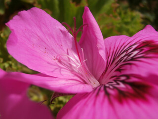 Natura