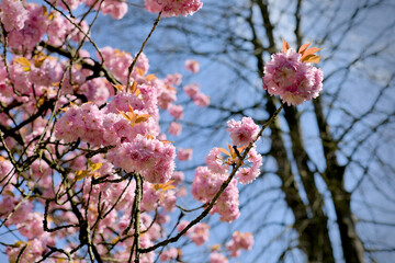 cherry blossom tree prunus serrulata or yoshino cherry tree with many blossoms with a clear blue sky