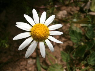 Natura
