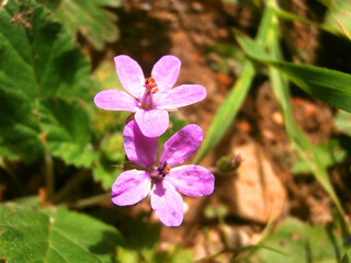 Fototapeta premium Natura
