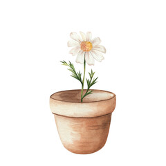 Chamomile in terracotta pot. Watercolor illustration of single white flower. White flower with yellow center and green leaves on white background. For invitations, prints, weddings