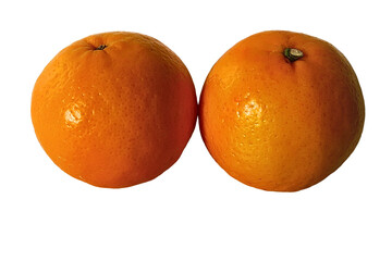 oranges on white background