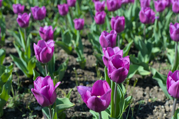 Many purple tulips in a large tulip bed in a park along a path
