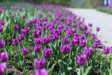 Fototapeta premium Many purple tulips in a large tulip bed in a park along a path