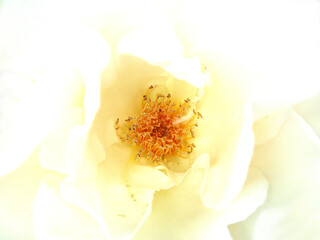 Natura