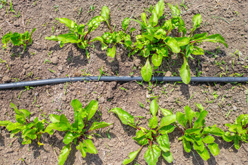 Bed with green beet sprouts along drip irrigation pipe., top view. Growing vegetables in the garden