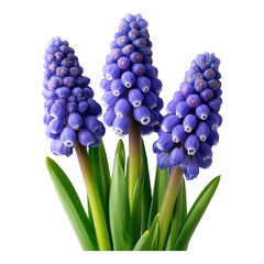 Fototapeta premium Charming close-up of grape hyacinths in early spring garden photography, isolated on transparent background