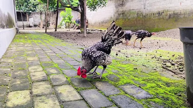 Silver Sebright rooster is crowing, breed originated in England	