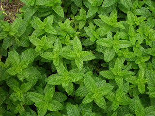 Natura