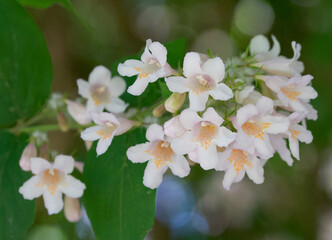 Beautiful close-up of kolkwitzia amabilis