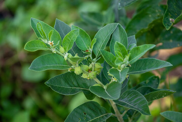 Ashwagandha plant fresh leaves and fruit berries use for ayurvedic medicine. Ashwagandha known as Withania somnifera is growing in garden