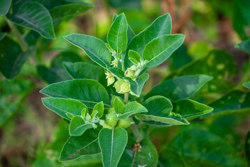Ashwagandha plant fresh leaves and fruit berries use for ayurvedic medicine. Ashwagandha known as...