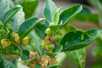 Ashwagandha plant fresh leaves and fruit berries use for ayurvedic medicine. Ashwagandha known as Withania somnifera is growing in garden