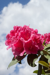 Fleur de rhododendron se détachant sur un ciel nuageux