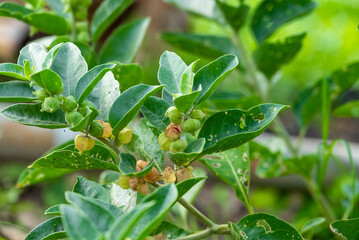 Obraz premium Ashwagandha plant fresh leaves and fruit berries use for ayurvedic medicine. Ashwagandha known as Withania somnifera is growing in garden