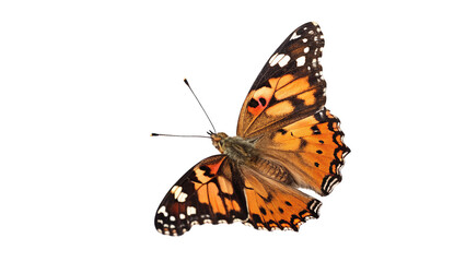 Obraz premium Vivid Orange Butterfly Isolated on a White Background in Detail a transparent background, showcasing its elegance and vibrant colors.