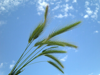 Natura