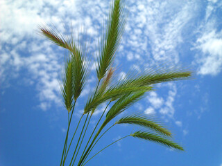 Natura