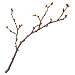 A slender branch with small, budding blossoms, dark bark, and subtle texture, set against a black background