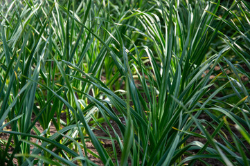 Rows of young garlic plants show vibrant green leaves thriving in a neat garden setting under bright sunlight