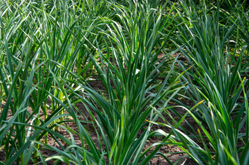 Obraz premium Green young garlic plants thrive in a vibrant field with rich soil, representing a bountiful spring harvest