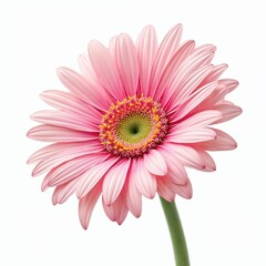 Watercolor pastel pink gerbera daisy flower isolated on white background. Blossoming gerber flower with petals, green stem. Beauty, nature, floral art, flora, bloom, plant. Perfect for wedding, decor.