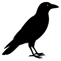 Black Crow Silhouette Bird Vector Illustration Graphic