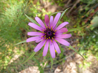 Natura