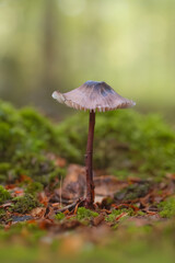 Little mushroom in a forest 