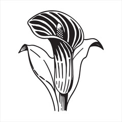 Jack-in-the-Pulpit Wildflower – Striking Forest Bloom for Botanical and Nature Art