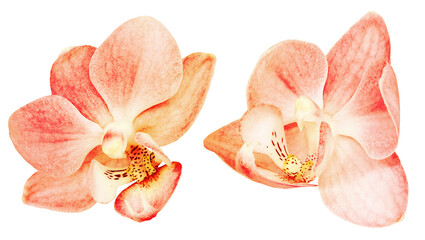 Phalaenopsis  flowers  on  white   isolated background with clipping path. Closeup. For design. Nature.
