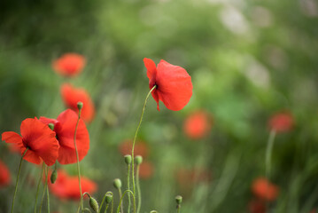 Closeup of red popppy in a meadow 