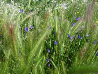 Natura
