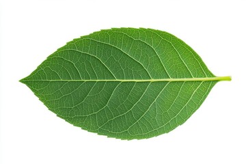 Obraz premium Green leaf with detailed vein structure and vibrant texture on white background