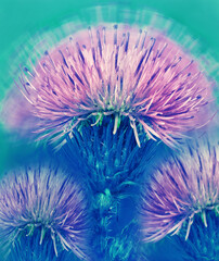 Milk Thistle  (Silybum marianum) Floral vertical  background. Closeup. Nature.