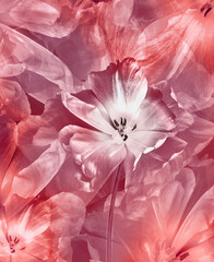 Tulips flowers.  Floral spring background.  Close-up. Nature.