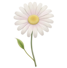  daisy--on-white-background
