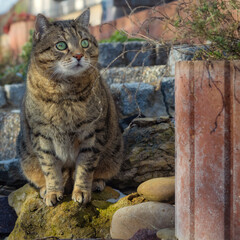 Tabby cat with big round eyes sitting on a rock in a garden and looking stunned