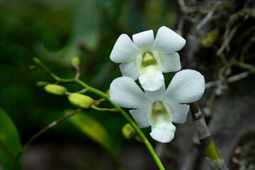 Obraz premium Close-up of two blooming white Dendrobium orchids with soft petals and green buds in a natural forest setting. Ideal for botanical, spa, wedding, or tropical-themed concepts.