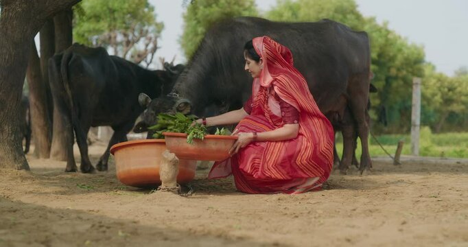 Indian mature adult gen x mother sitting wear red saree giving grass buffalo asian alone villager lady smiling using plastic bowl do hand feeding caring of pet outdoor garden