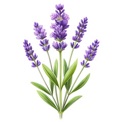 Naklejka premium Soothing Lavender Bundle